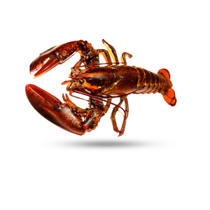 กุ้งมังกรสดพร้อมจำหน่ายในปริมาณมากสำหรับผู้ค้าส่งอาหารทะเลและร้านอาหาร - Product Image 5