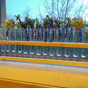 Laboratorio Color transparente PP PS PE <span class=keywords><strong>Alium</strong></span> Cap Tubo de ensayo de plástico con tapón de rosca - Product Image 4