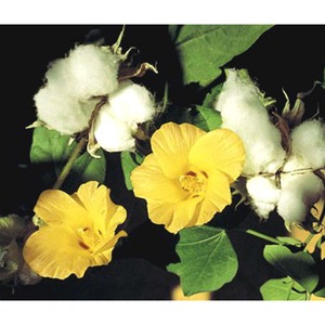 Calidad Premium Gossypium herbaceum 100% puro algodón natural y fibra pura para hilado de la industria textil - Product Image 3