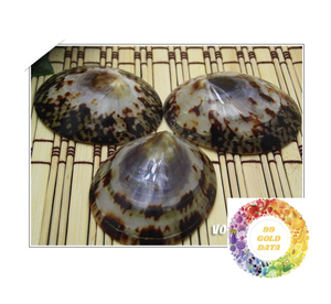 Conchas marinas de Lapa pulidas inspiradas en el océano: elegantes detalles para bodas y ocasiones especiales. - Product Image 4