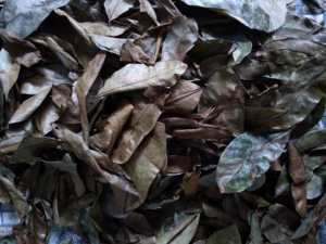 Feuilles de corossol/feuilles de Graviola-PRODUIT DE HAUTE QUALITÉ ET AU MEILLEUR PRIX DU VIETNAM/VENTE EN GROS 2024 - Product Image 4