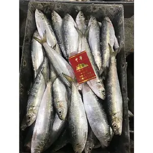 Bán Buôn 30-80G Hot Bán Đông Lạnh Hải Sản Cá Sardine Sản Phẩm Cho Thực Phẩm Đóng Hộp