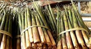 Embalaje de puntas de brotes de bambú 250gr/bolsa 500gr tamaño de bolsa pequeño 15-20 uds/250gr exportación EE. UU., Japón... - Product Image 2