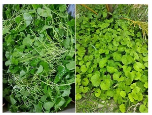 Ocotyle à ombelle séché naturel de 99 Gold Data au Viet Nam avec le meilleur prix sur le marché pour l'exportation tous les pays - Product Image 4