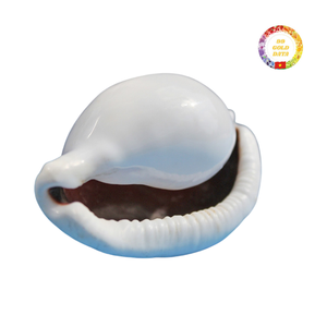 Venta al por mayor de conchas de cauri de huevo pulido ideal para manualidades DIY, joyería, recuerdo y decoración costera - Product Image 4