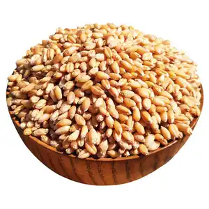 Лучшее качество, сушеные зерна пшеницы по самой низкой цене, класс 1 и класс 2, измельчение золотой пшеницы