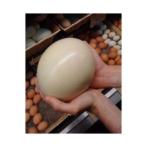 Huevos de avestruz de calidad de exportación seleccionados para el comercio al por mayor y mercados de reventa - Product Image 3