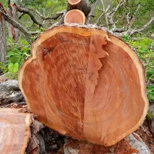 थोक कस्टम सागौन लकड़ी के लॉग जंगल बड़े पैमाने पर वन पाइन और लाल चेरी सागौन लकड़ी के लॉग