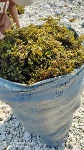 Alga Marina Sergassum Premium, Natural y Orgánica, Rica en Nutrientes, Ideal para Suplementos Alimenticios y Uso Cosmético - Product Image 2