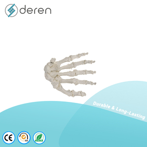 Modelo de Esqueleto de Mano Humana DRS1082 con Única y Radio, Tamaño Real Anatómico, PVC, para Enseñanza y Estudio Médico - Product Image 2