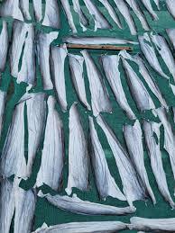 PEAU DE POISSON BASA SÉCHÉE D'ORIGINE DU VIETNAM AVEC HUMIDITÉ - Product Image 5