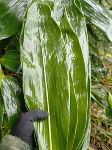 Fournisseur en gros de feuilles de bambou congelées pour les fabricants alimentaires mondiaux - Product Image 4