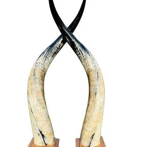 High on Demand Food Safe Genuine Agate <b>Drinking</b> <b>Horn</b> Viking <b>Drinking</b> <b>Horn</b> for Wedding Home by crescent crafts - Product Image 1