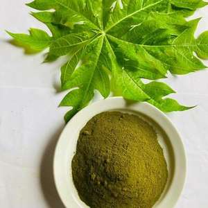 Poudre d'extrait de boost de vitalité de papaye Poudre de feuilles de papaye pure sans OGM Poudre de feuilles de papaye pratique à boire Prix d'usine - Product Image 4