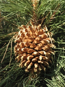 เครื่องประดับ Pinecone เพิ่มรูปลักษณ์ที่ดูเป็นธรรมชาติแบบชนบทที่สมบูรณ์แบบสำหรับโครงการงานฝีมือคริสต์มาสพวงมาลาวันหยุดและการแสดงตามฤดูกาลที่มีสไตล์ - Product Image 5
