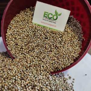 Поставщик Green Bjari из Гуджарата-Индия