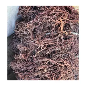 Top Kwaliteit Eucheuma Cottonii Zeewier/Ierse Moss/Seamoss Vietnam
