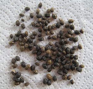 Graines de papaye de qualité supérieure du Vietnam |   Produit séché au soleil, nettoyé à la machine, en vrac, pour applications industrielles - Product Image 6