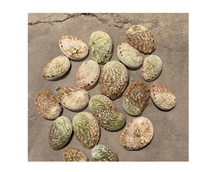 Concha de abulón de alta calidad, concha de abulón pulida de Vietnam Natural de alta calidad para decoración de joyería, decoración del hogar y artesanías inspiradas en el océano - Product Image 3