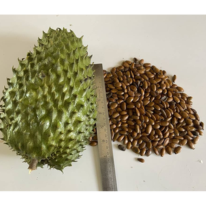 Hoja de Graviola de Guanábana orgánica de etiqueta privada ODM OEM 150 cápsulas Extracto de fruta de hojas saludables sabrosas - Product Image 3