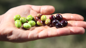 Pruneti น้ำมันมะกอกบริสุทธิ์พิเศษ100% อิตาลีสกัดเย็นโพลีฟีนสูง250มล. ขวดแก้วสำหรับฤดูกาลใช้ - Product Image 3