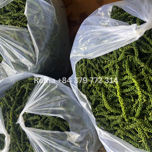 Poivre vert congelé |   Qualité d'exportation du Vietnam - Product Image 2