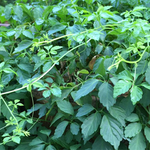 Tisane Gynostemma Pentaphyllum Gynostemma Pentaphyllum Thé Pentaphyllum Gynostemma Feuilles Mobiles Vietnam Exportation - Product Image 2