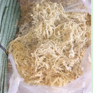 สาหร่ายคอตตอนนีแห้งส่งออกคุณภาพสูง - Product Image 3