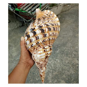 Conchas de Caracol de trompeta Charonis Tritonis-Concha de caracol reina de calidad superior para artesanías, las mejores ventas de concha de trompeta pulida - Product Image 4