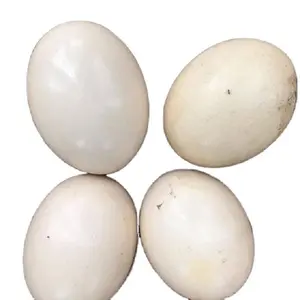 Uova di struzzo da tavola marrone e bianco, molto fresche per la vendita