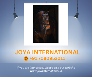 Horseware Rambo Micklem competencia Diamante brida - Product Image 2