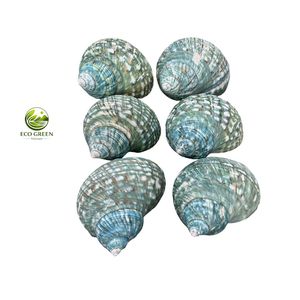 Turban en coquille naturelle écologique du Vietnam, de haute qualité, en nacre polie, artisanat animalier fait main, décoration, vente en gros - Product Image 3