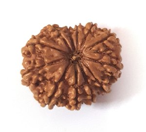 Hạt Rudraksha Nâu Tự Nhiên Từ 1 Đến 6 Mặt Rudrksha Dành Cho Pooja Và Thiền Định Từ Ấn Độ - Product Image 2