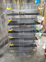 Cages d'élevage de cailles à alimentation automatique