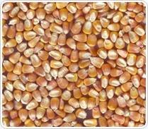 Suministro de Alto Volumen de Maíz Dorado Natural para Alimentación de Ganado y Capacidades de Almacenamiento Seguro a Largo Plazo para Operaciones de Exportación - Product Image 5