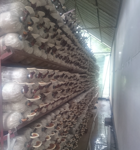 Hongo vietnamita Lingzhi Reishi tipo seco entero para la industria de condimentos y bebidas de alimentos - Product Image 2