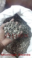 Biji Moringa Biji Moringa Oleifera Pemasok Produsen Apex International Dari Rajasthan dengan Umur Simpan 24 Bulan