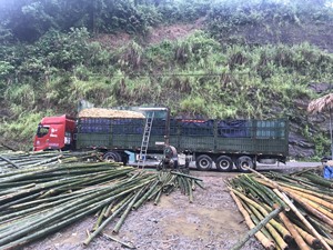 ขายส่งรั้วไม้ไผ่ธรรมชาติ100% ผลิตในเวียดนามด้วยราคาที่แข่งขันได้และมีคุณภาพสูง99GD - Product Image 5