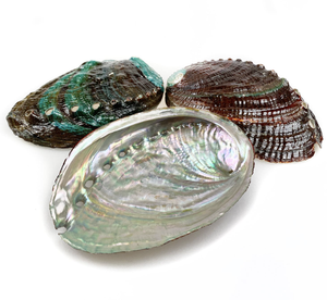 Venta al por mayor tamaño de concha de abulón 10 a 15cm para proyectos de arte y exhibición interior - Product Image 2