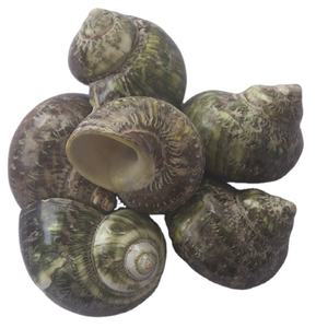 Carcasa Turbo pequeña SEASHELL JEWELRY Green Dark Kinds con motivo de técnica pintada Tamaño 6cm más - Product Image 1