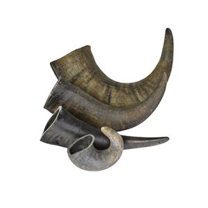 Noshahi, cuerno de búfalo natural de alta calidad, juguetes para masticar perros, hechos en la India para mercados extranjeros - Product Image 4