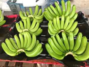 Plátanos Verdes Cavendish G9 Frescos de Alta Calidad, Caja de 25 kg de Primera Calidad, Aumentan la Energía, Entrega Rápida, Mejor Precio, Venta al por Mayor - Product Image 2