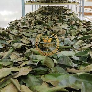 100% FEUILLES DE GRAVIOLA SOURSOP SÉCHÉES BIOLOGIQUES NATURELLES FEUILLES DE SOURSOP SÉCHÉES/FEUILLE DE GRAVIOLA FABRIQUÉES AU VIETNAM EMBALLAGE OEM - Product Image 5