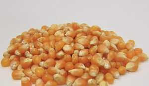 เมล็ดข้าวโพดคั่วผีเสื้อสีเหลืองอบแห้ง ขยายตัวได้ดี อายุการเก็บรักษา 2 ปี สำหรับส่งออกเพื่อการบริโภคของมนุษย์ จากบราซิล - Product Image 3