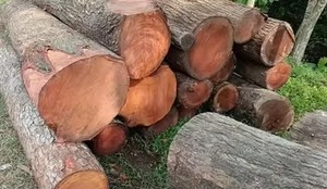 Exceptionally Versatile Mahogany Wood <b>Logs</b> Export Quality 10 Fascinating Features - Product Image 4