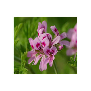 Aceite esencial de geranio natural puro de la mejor calidad Aceite de geranio rosa a bajo precio - Product Image 1