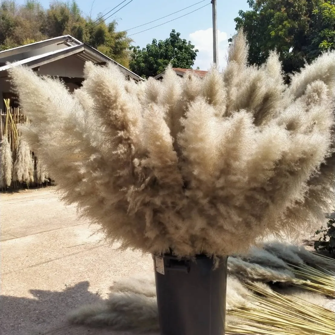 Natural Flower Real Dried Pampas Grass For Wedding hotel Decorative Factory Wholesale