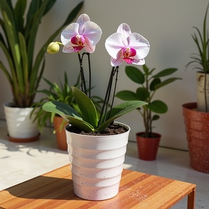 V Shaped Plant <b>Pot</b> - Wholesale Multi Function <b>Tall</b> Wave Nice Cheap - Product Image 5