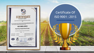 บรอกโคลีแช่แข็งธรรมชาติจาก100% ผู้ผลิตผักส่งออกจากอียิปต์ - Product Image 5