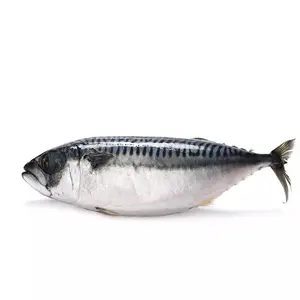 Hot Sale Best High Quality Frozen Mackerel Fish W/R/Frozen Indian Mackerel Exporter Made in Norway